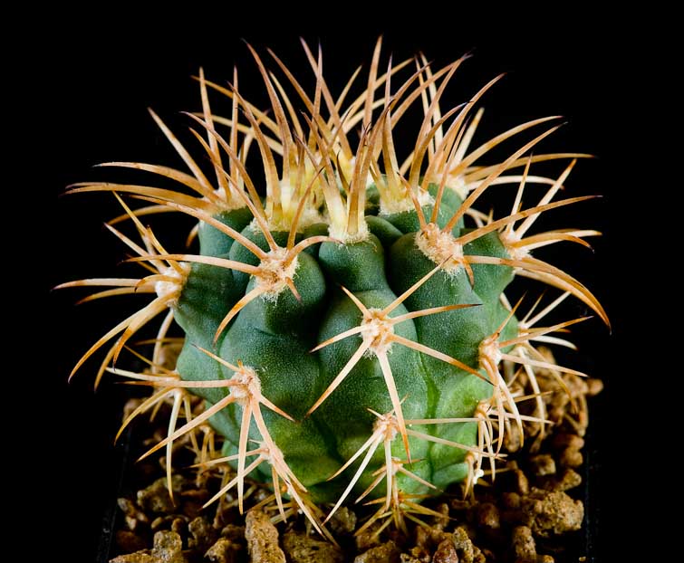 Gymnocalycium hybopleurum VS 121